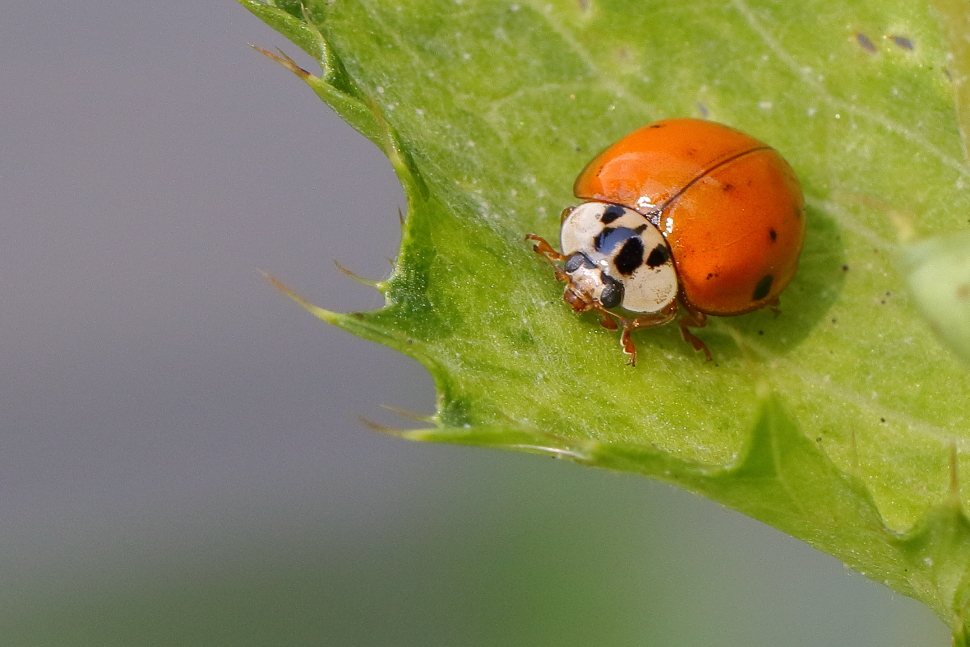 Kleiner Käfer