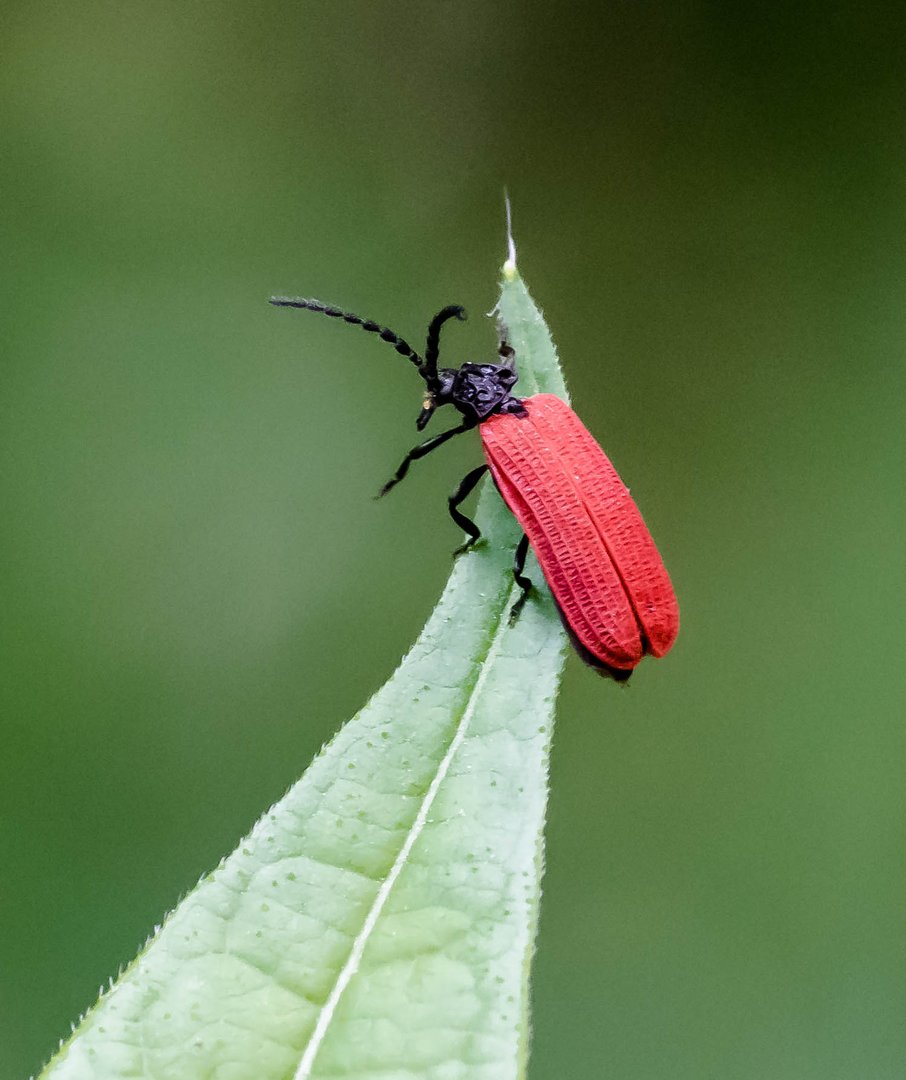 Kleiner Käfer (Feuerkäfer ?)