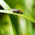 Kleiner Käfer ganz groß