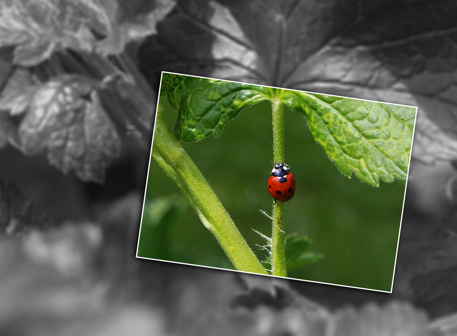 Kleiner Käfer ganz groß