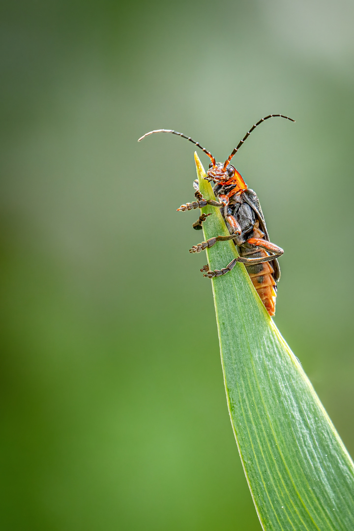 Kleiner Käfer hoch oben