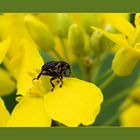 Kleiner Käfer im Raps