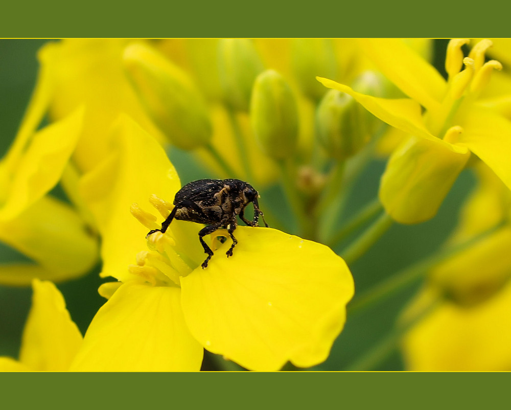 Kleiner Käfer im Raps Foto & Bild | tiere, wildlife, insekten Bilder ...