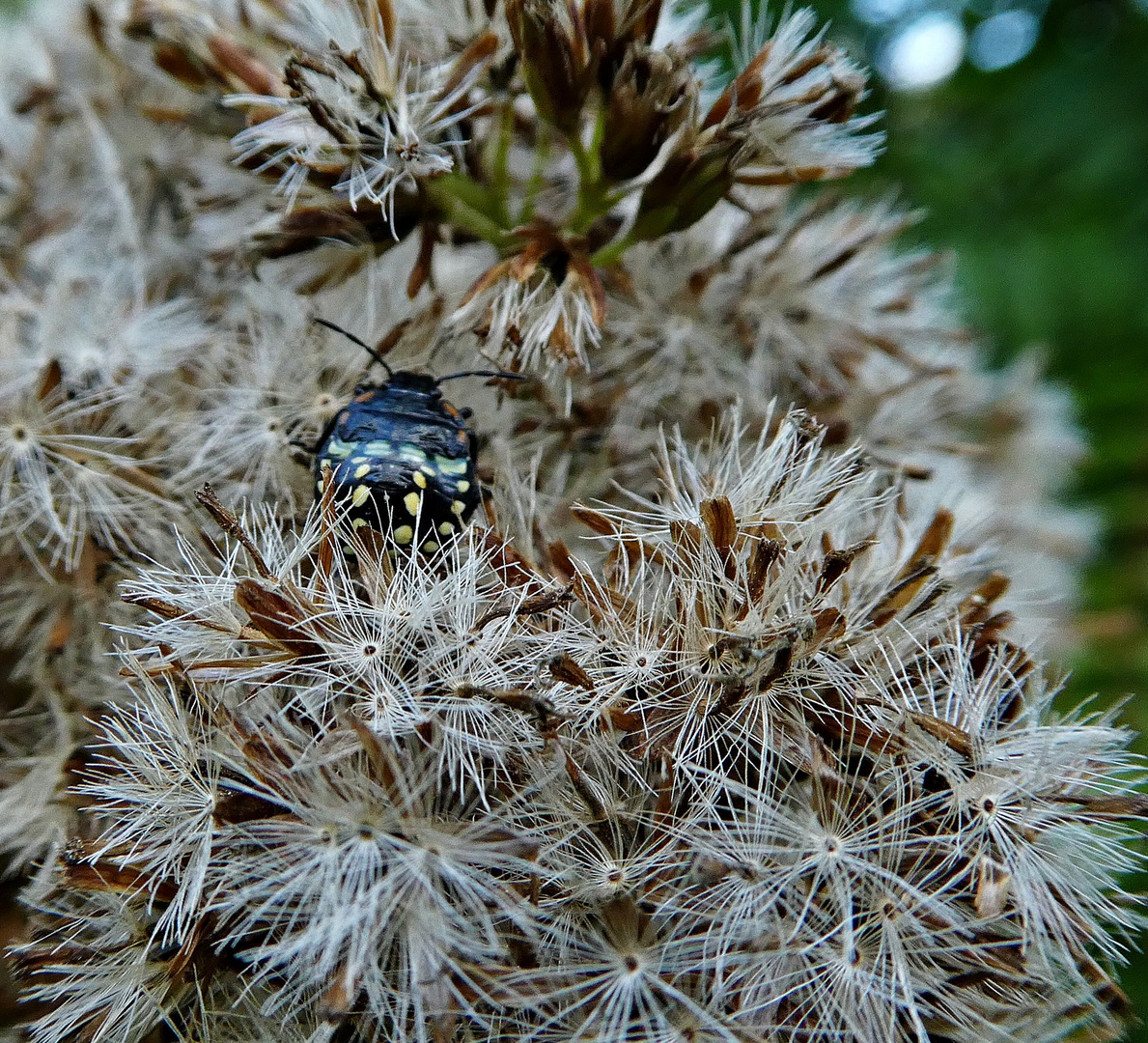 Kleiner Käfer im weichen Bett