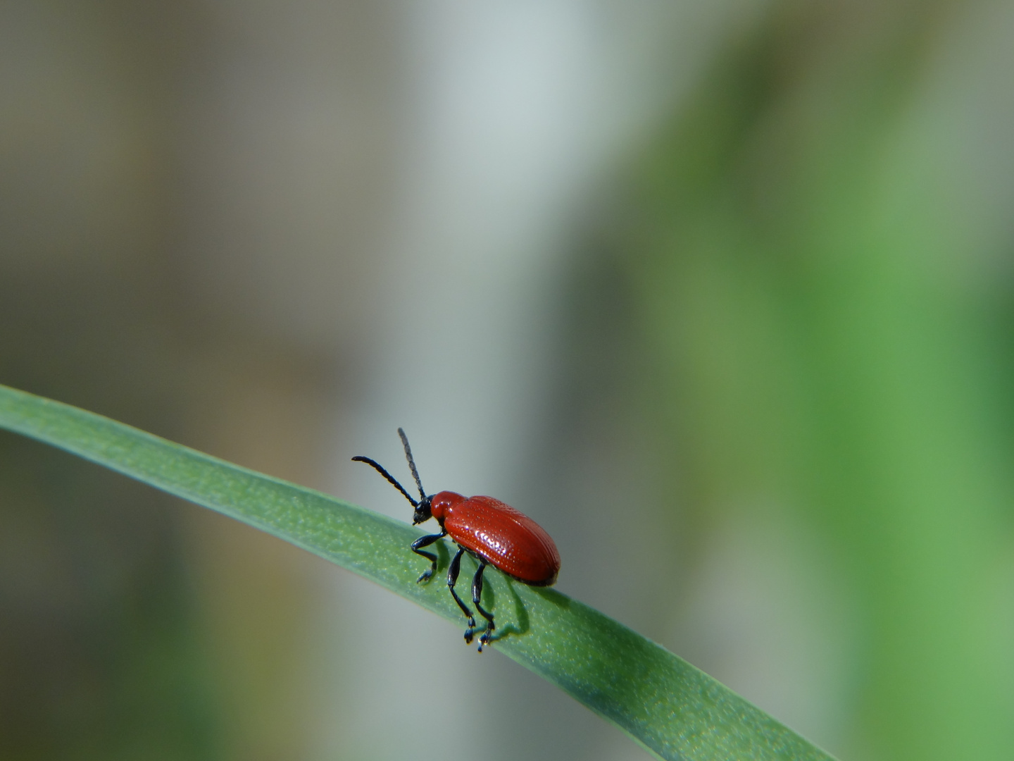 Kleiner Käfer in der Sonne