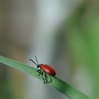 Kleiner Käfer in der Sonne