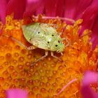 Kleiner Käfer in einer Blüte