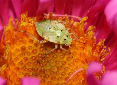 Kleiner Käfer in einer Blüte