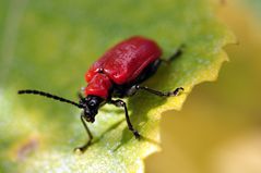 kleiner käfer krabbelt kauend kantenwärts