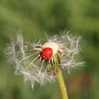 Kleiner Käfer möchte mitfliegen.