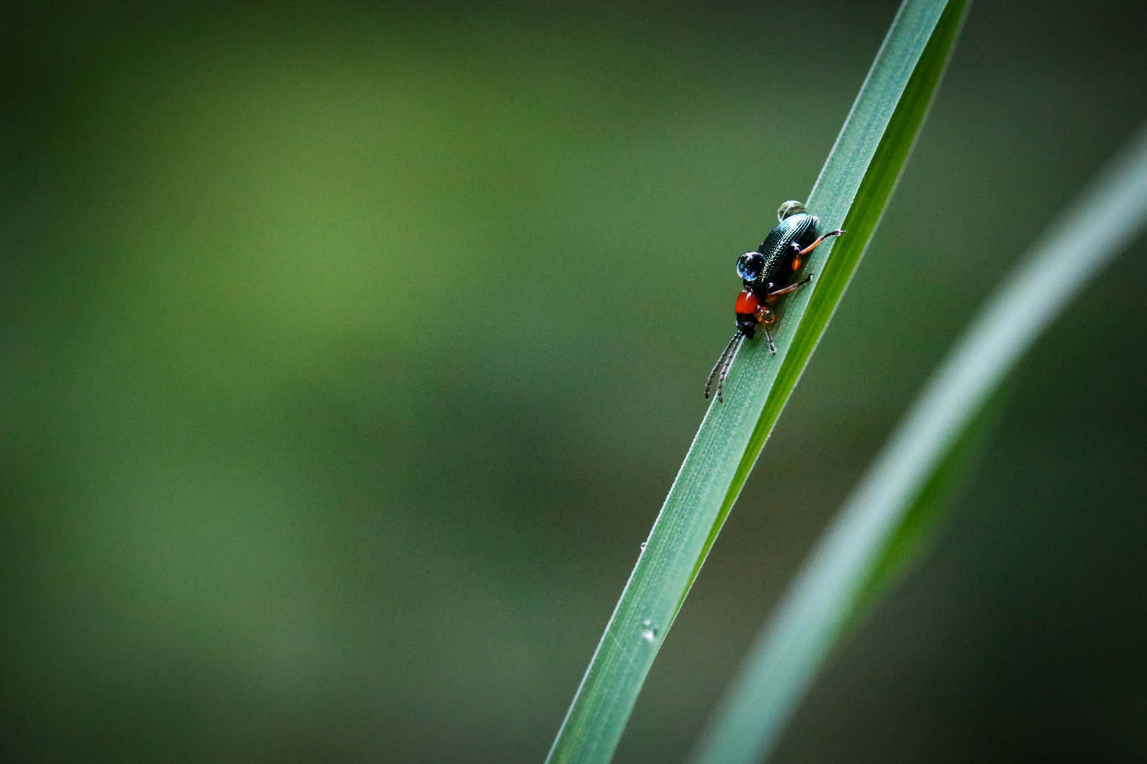 kleiner Käfer nach dem Regen