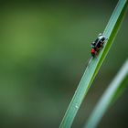 kleiner Käfer nach dem Regen