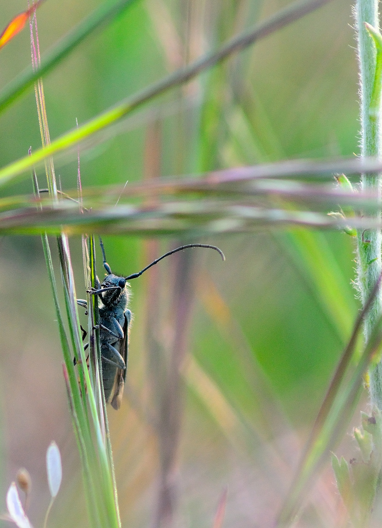 Kleiner Käfer will hoch hinaus