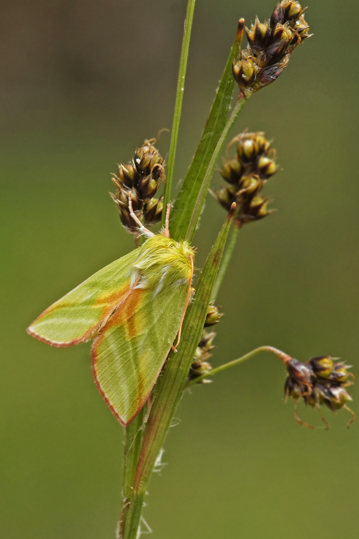 Kleiner Kahnspinner, Buchenkahnspinner oder Jägerhütchen (Pseudoips prasinana)