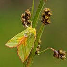 Kleiner Kahnspinner, Buchenkahnspinner oder Jägerhütchen (Pseudoips prasinana)