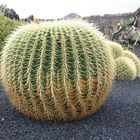 Kleiner Kaktus