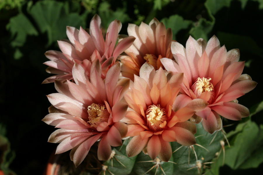 Kleiner Kaktus-Große Blüten