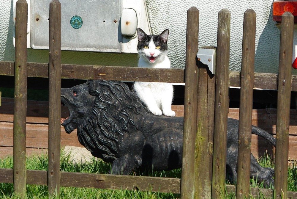 Kleiner Kater