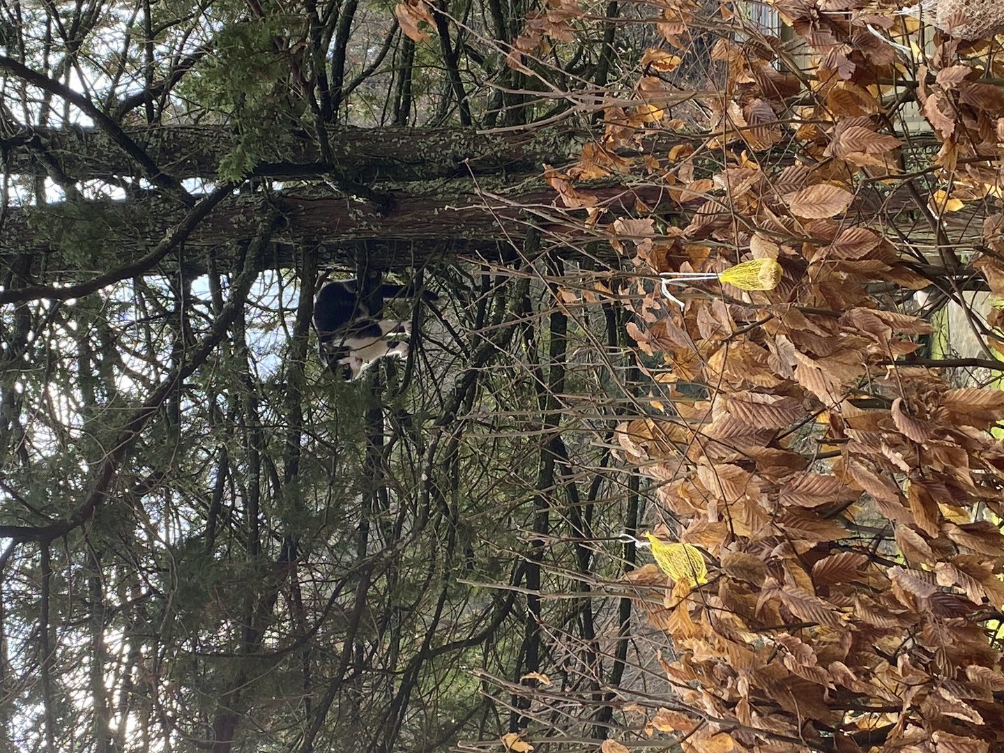 Kleiner Kater auf Baum