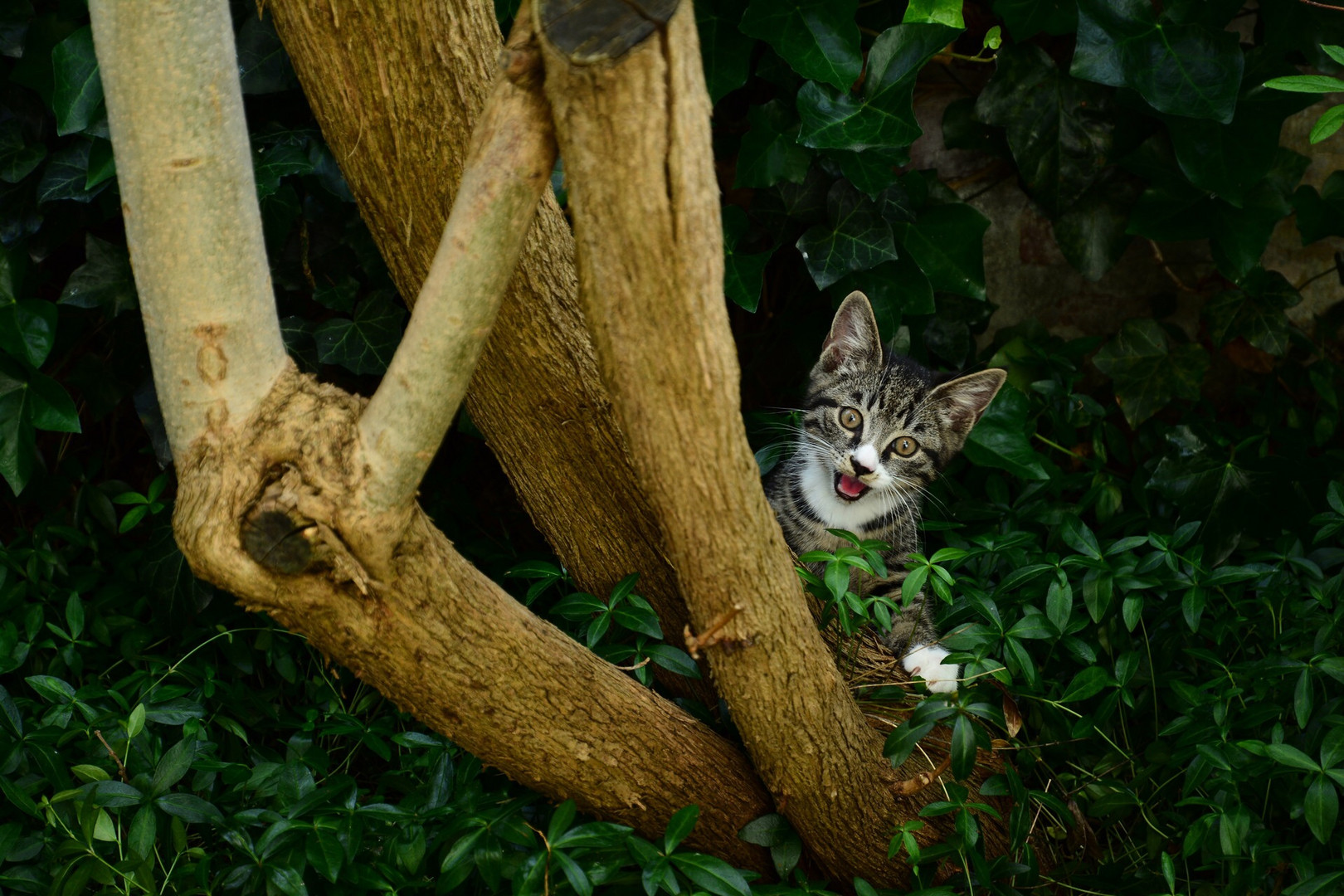 Kleiner Kater auf der Pirsch