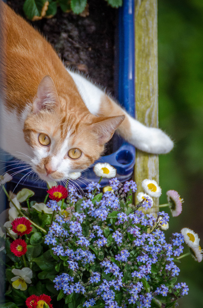 Kleiner Kater auf Erkundung...