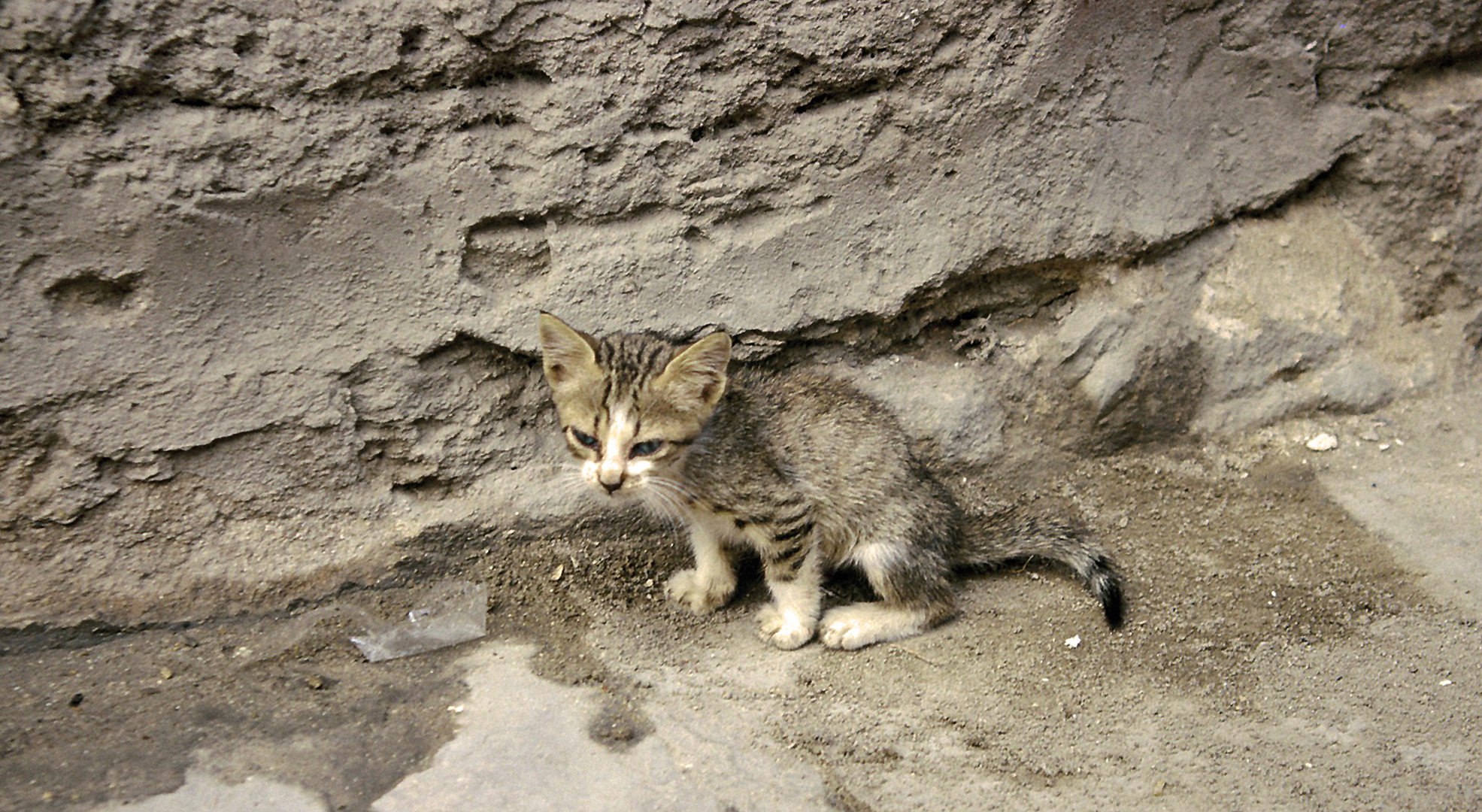 Kleiner Kater ...