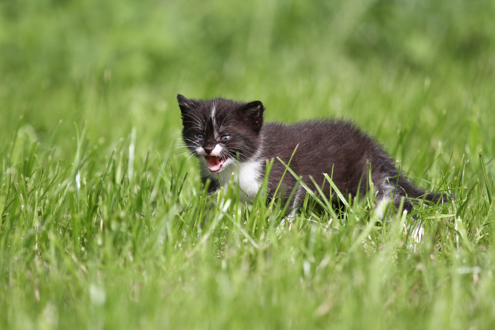 kleiner Kater