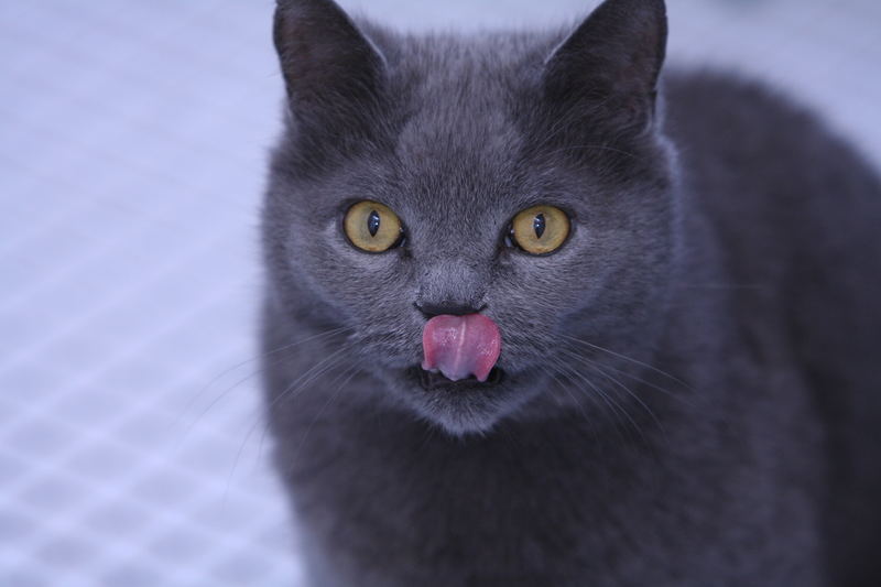 Kleiner Kater, großer Hunger