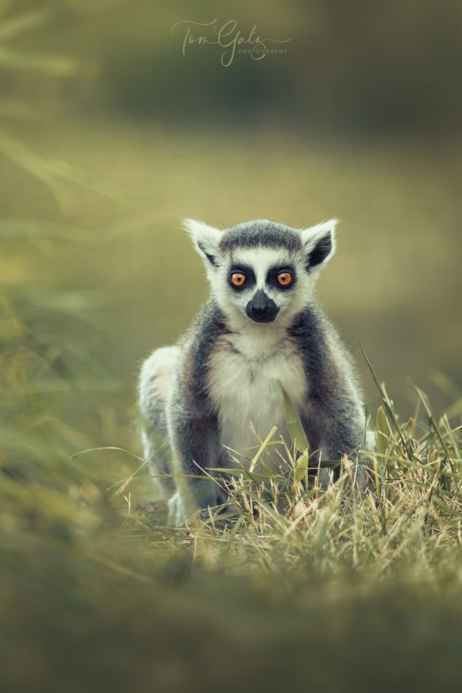 Kleiner Katta im Gras