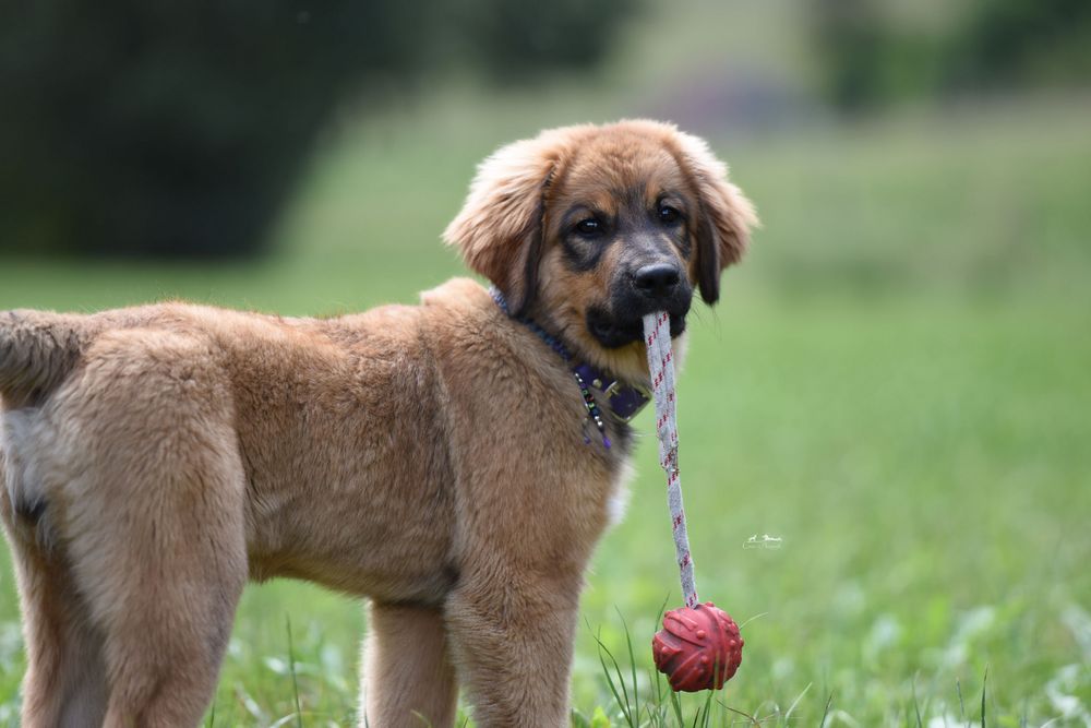 kleiner kecker Zwerg 14 Melou Foto &amp; Bild tiere, tierkinder, einfach