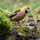 Kleiner Kernbeisser wird gefüttert