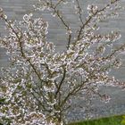 Kleiner Kirschbaum direkt aus meinem Garten.