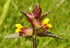 Kleiner Klappertopf (Rhinanthus minor)