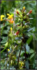 Kleiner Klappertopf (Rhinanthus minor)