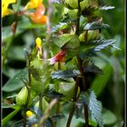 Kleiner Klappertopf (Rhinanthus minor)