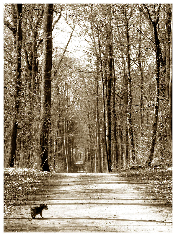 Kleiner Klaus im großen Wald