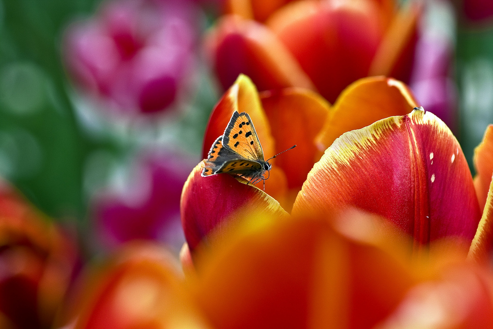 Kleiner, kleiner Schmetterling :-)