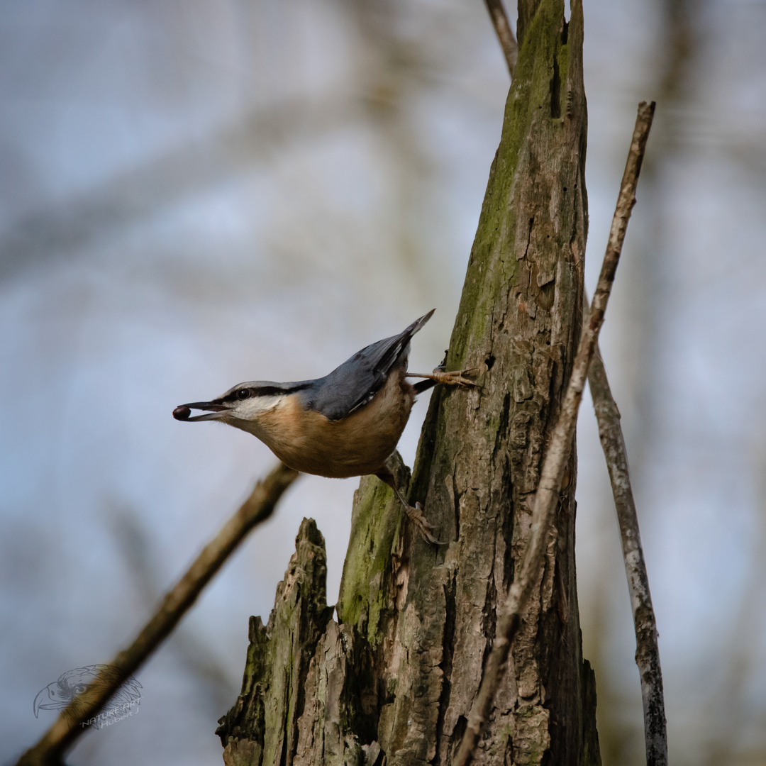 Kleiner Klettervogel 