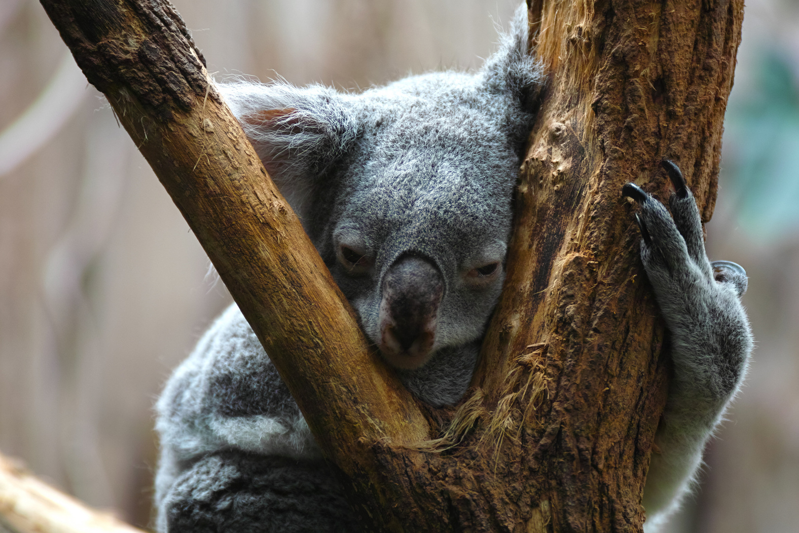 Kleiner Koala