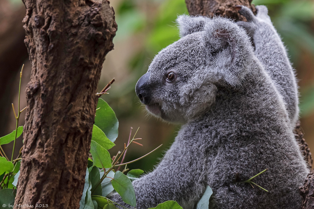 kleiner Koala
