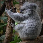 kleiner Koala bist Du wach....?