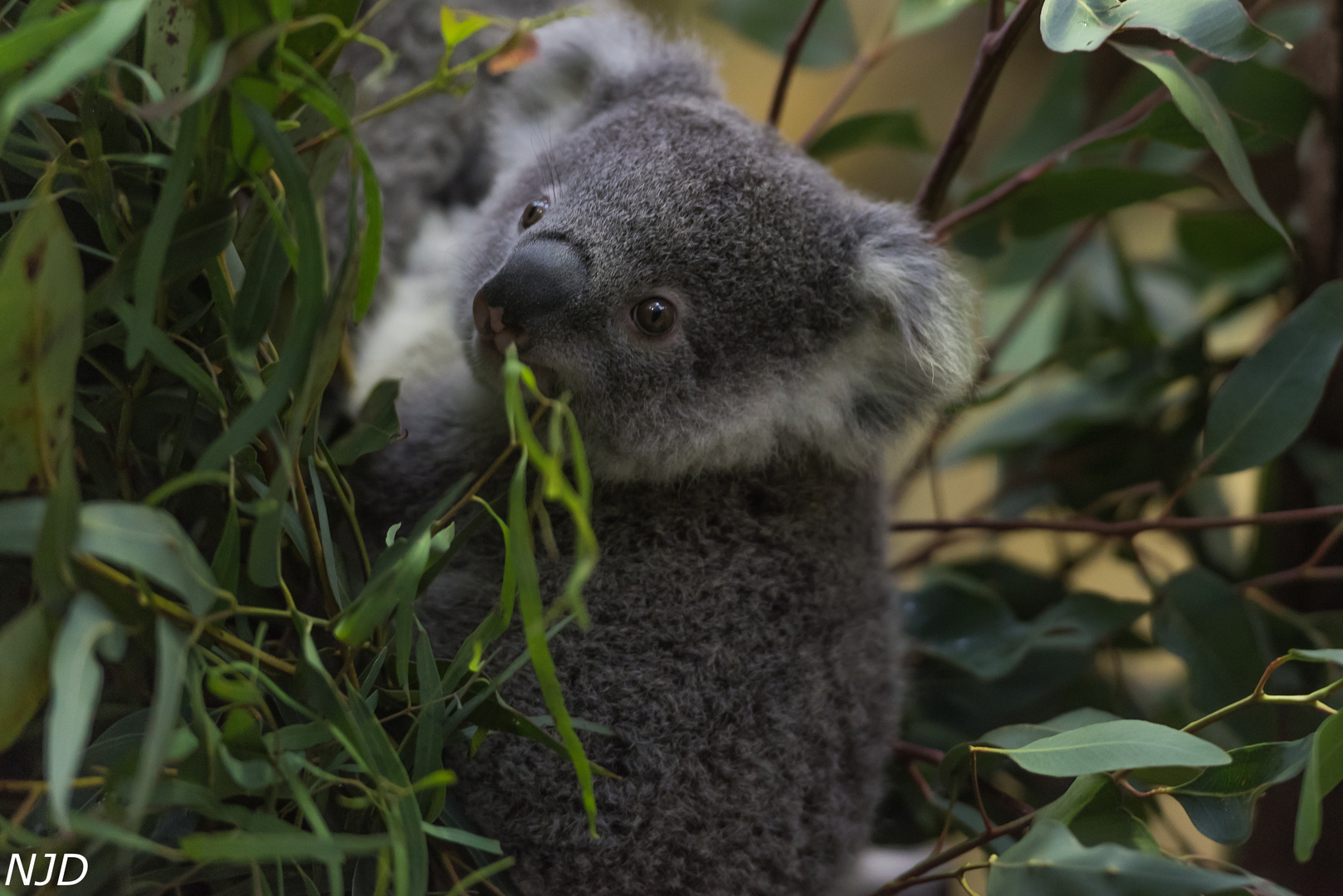 kleiner Koala im Eukalyptus