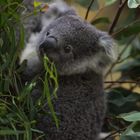 kleiner Koala im Eukalyptus
