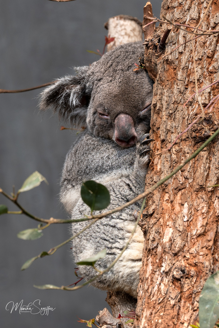 kleiner Koala im Tiefschlaf 