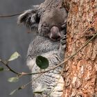 kleiner Koala im Tiefschlaf 