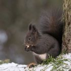 Kleiner Kobold im Schnee