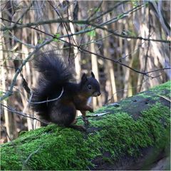 Kleiner Kobold im Wald...