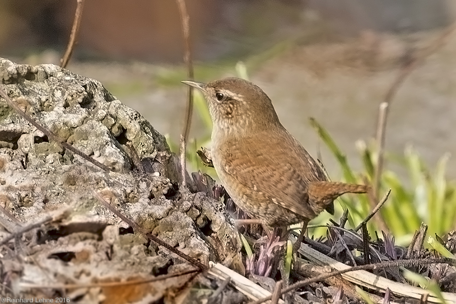 Kleiner König