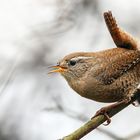 Kleiner König ganz groß