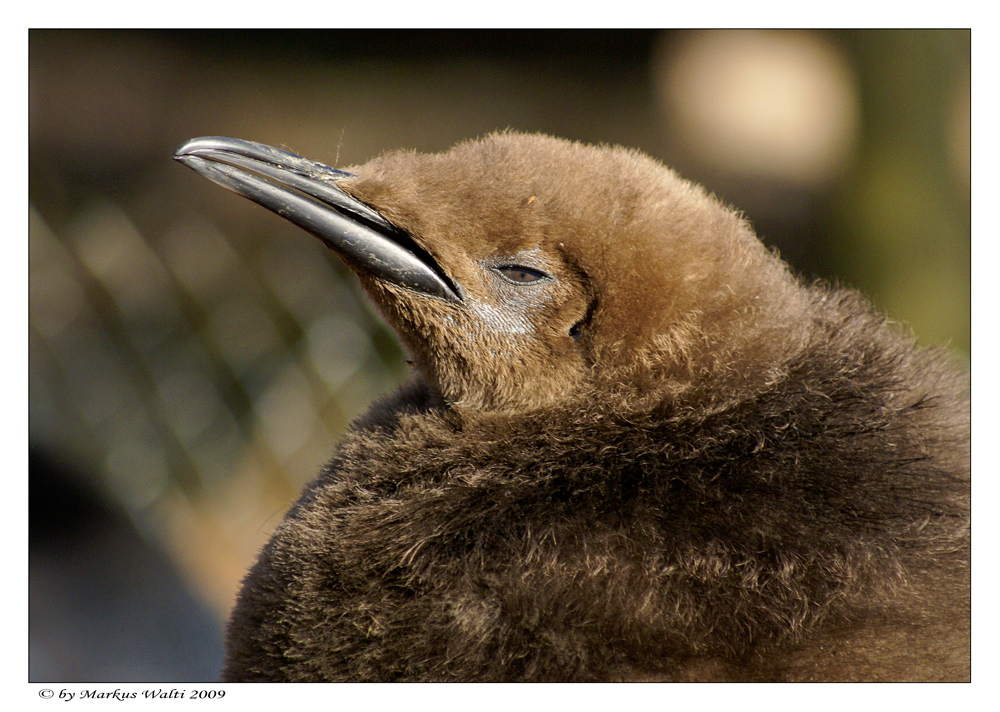 Kleiner Königspinguin